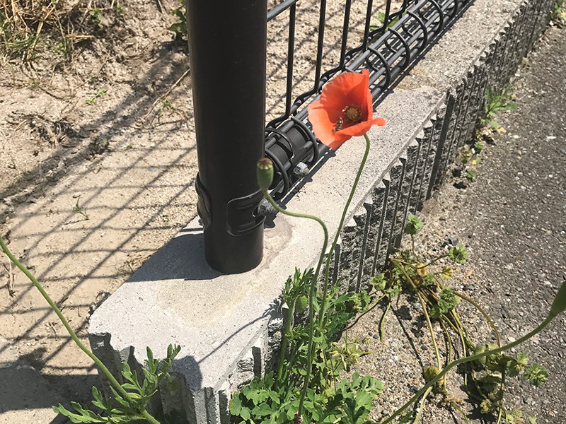 事務所の駐車場に咲いた花