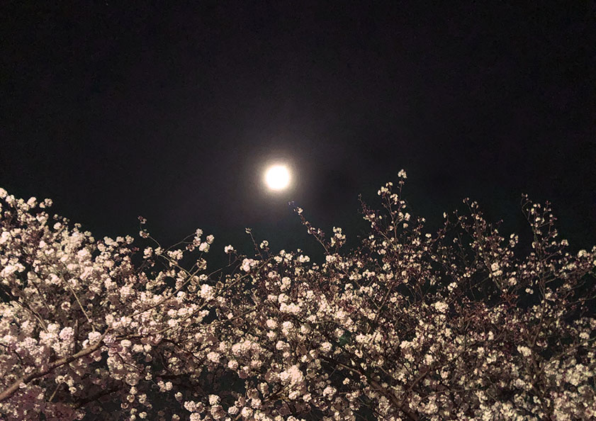 夜桜