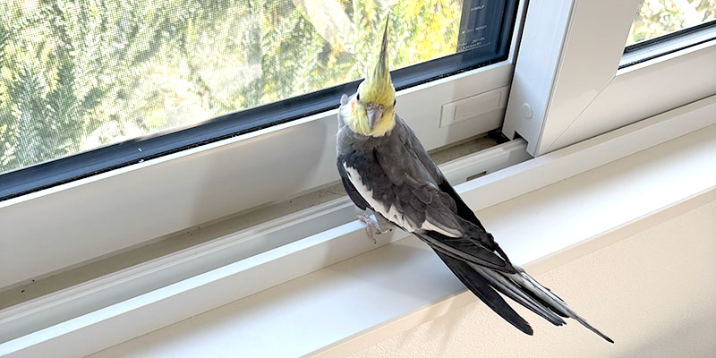 オカメインコのグリちゃん