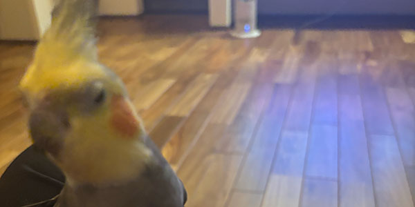 変な顔のオカメインコ